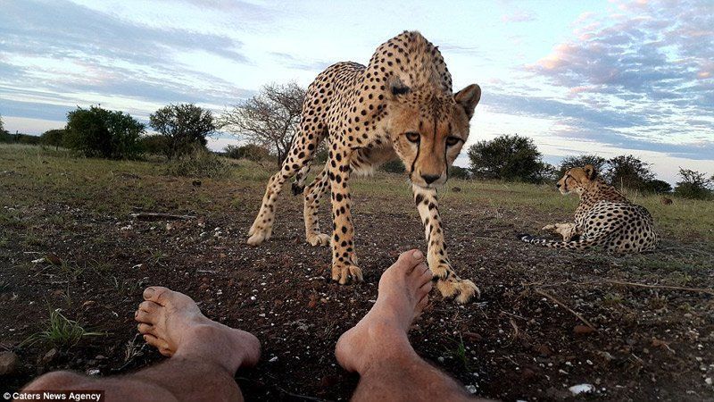 best of Feet Lick brothers
