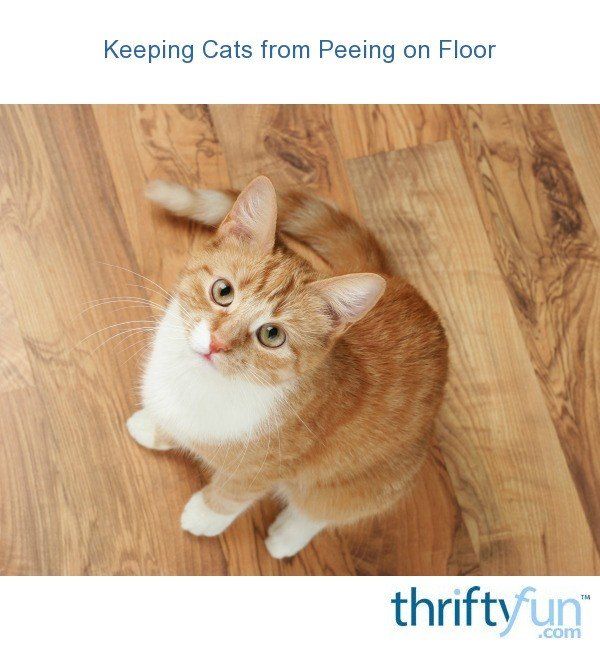 best of Drinking on water peeing floor Cat