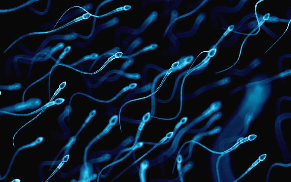 Grams of protein in sperm