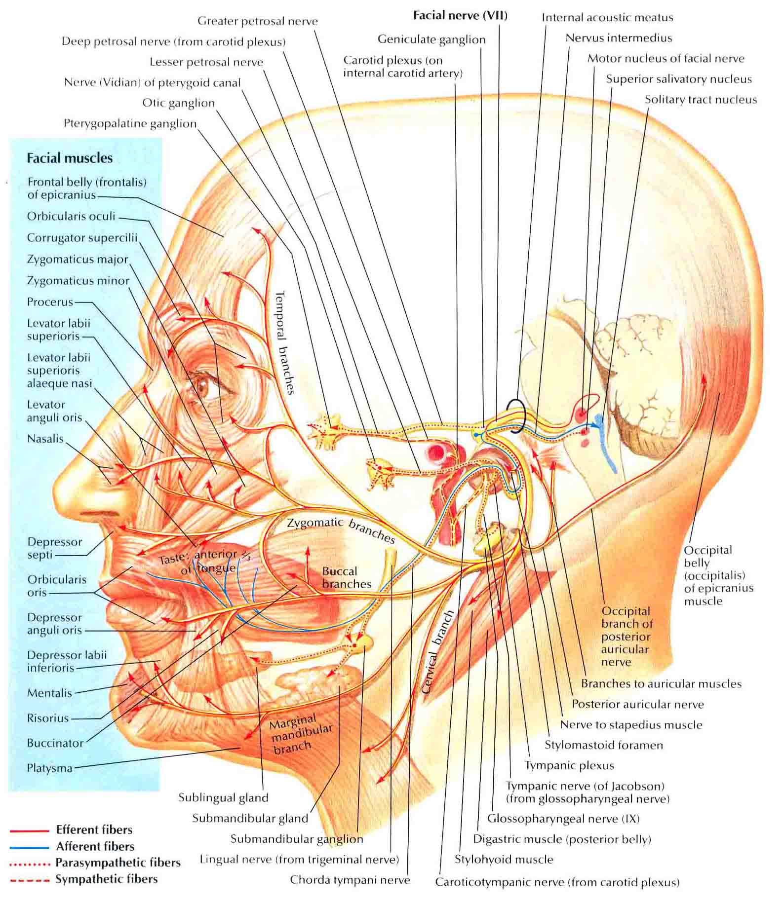 best of The nerve facial of Anatomy