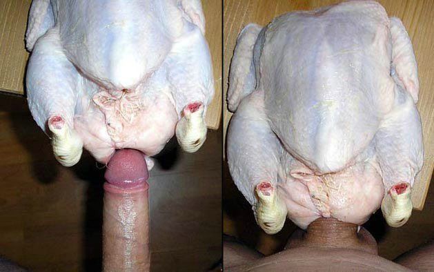 Chicken Fucking Porn.