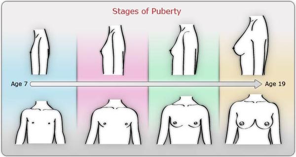 Boob growth stages
