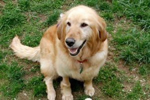 best of Rescue golden retriever Pa adult