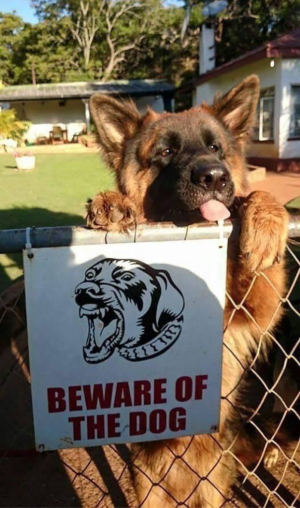 Tator T. reccomend Beware of dog funny signs
