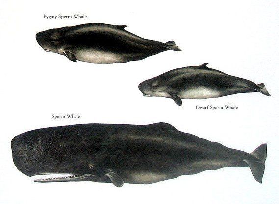 Endzone reccomend Scientific family sperm whales