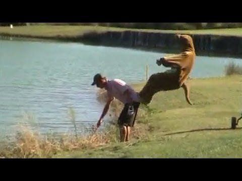 Boxing kangaroo funny