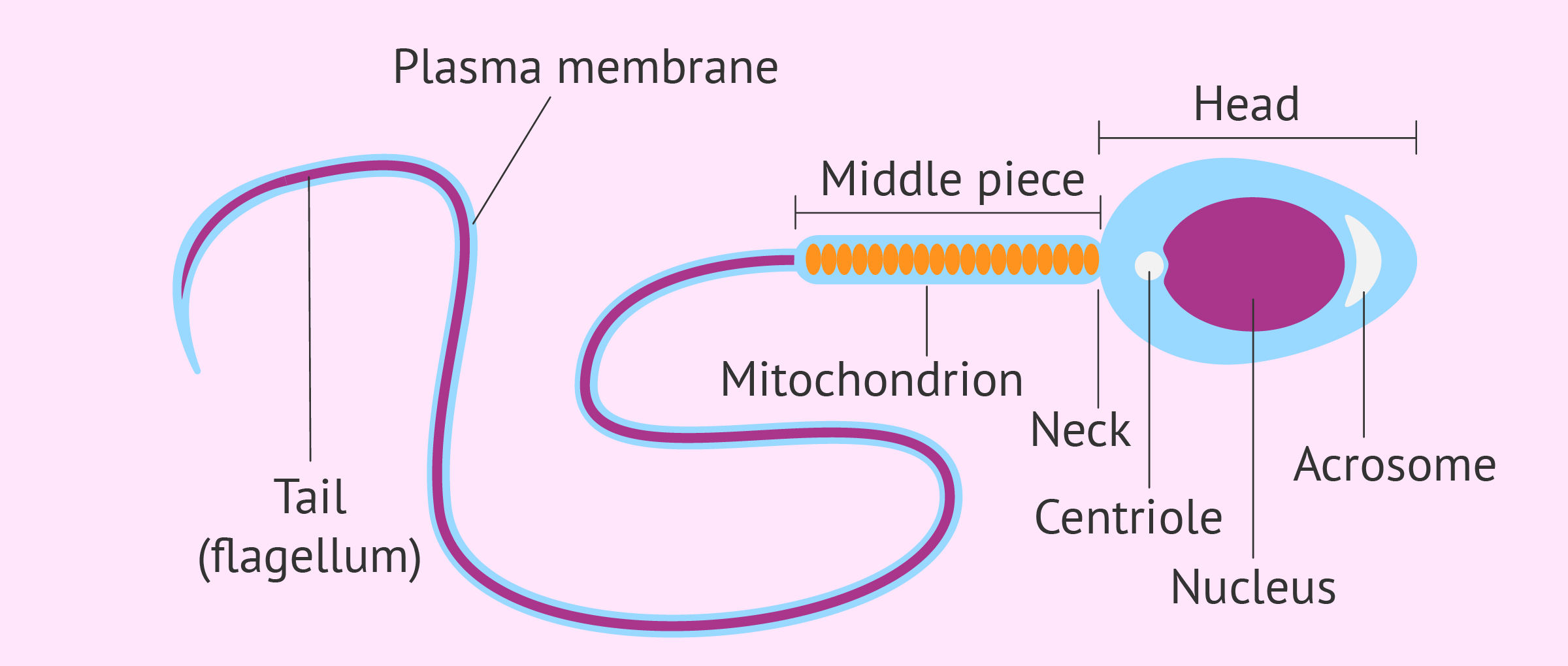 Tribune reccomend Labelled diagram of the sperm