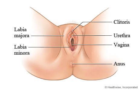 Anatomy vulva of female human