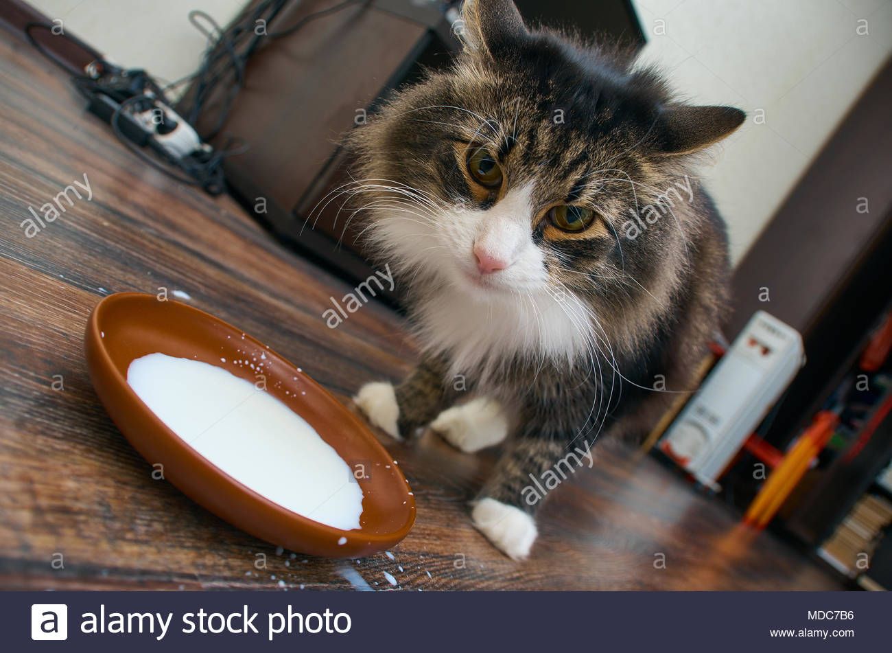 Sentinel reccomend Adult cat milk