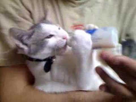 Grand S. reccomend Adult cat milk