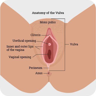 Bullseye reccomend Female anal intercourse anal intercourse