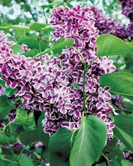 best of Lilac mature for bush a Care