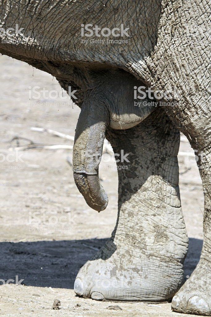 How big is an elephant cock