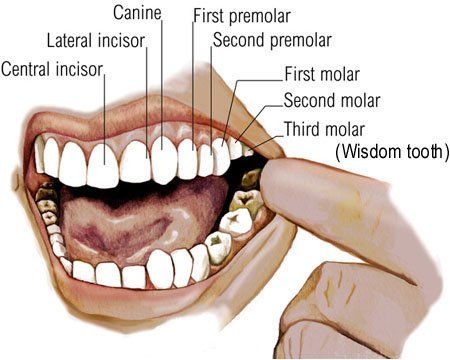 best of Adult are many mouth teeth in an How