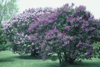best of Lilac mature for bush a Care