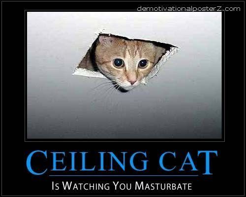 best of Ceiling masturbate Cat