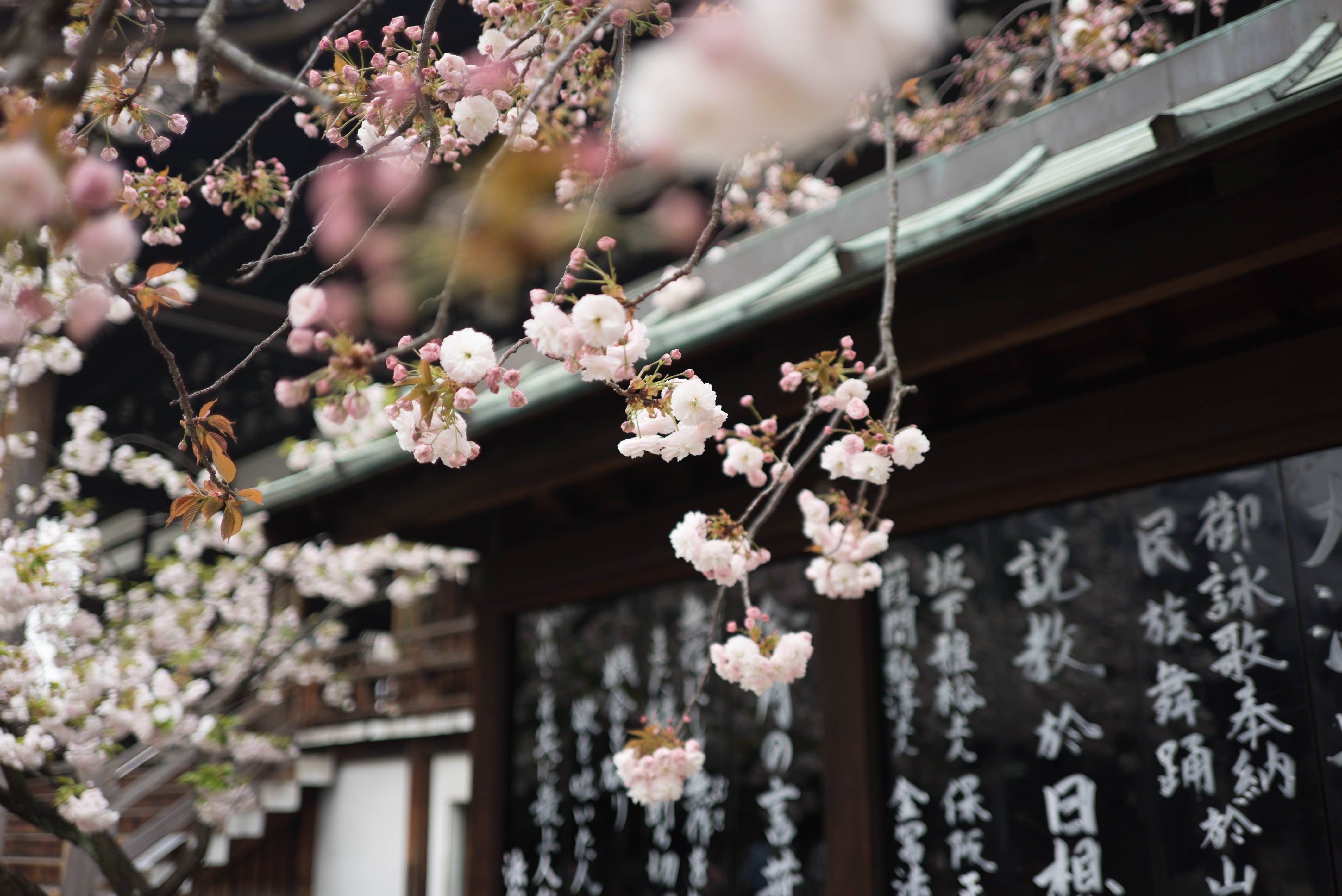 Boomer reccomend Asian style cherry blossom picuture