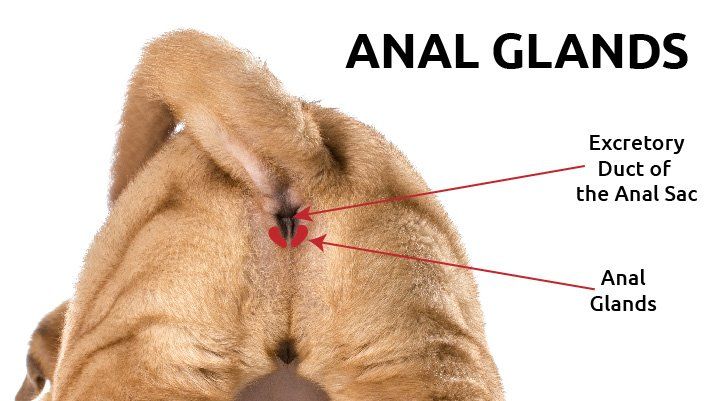 best of Glad Canine anal