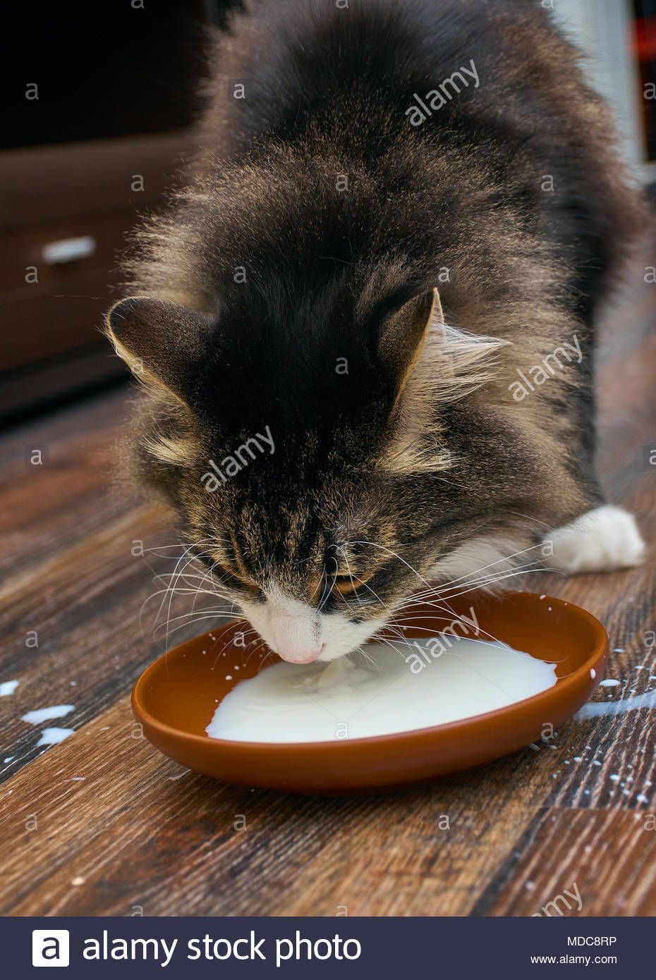 best of Milk Adult cat