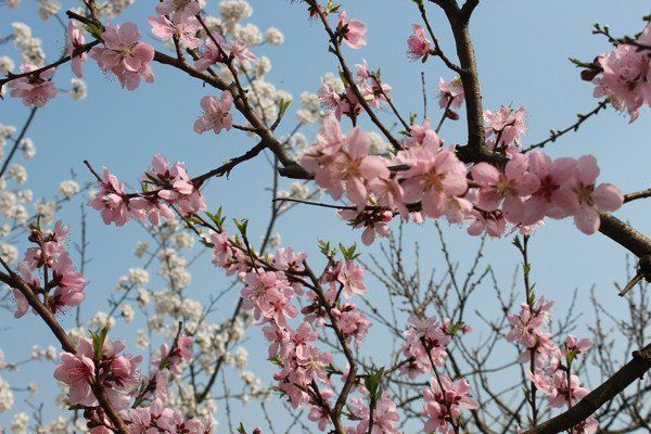 best of Plum blossom Asian