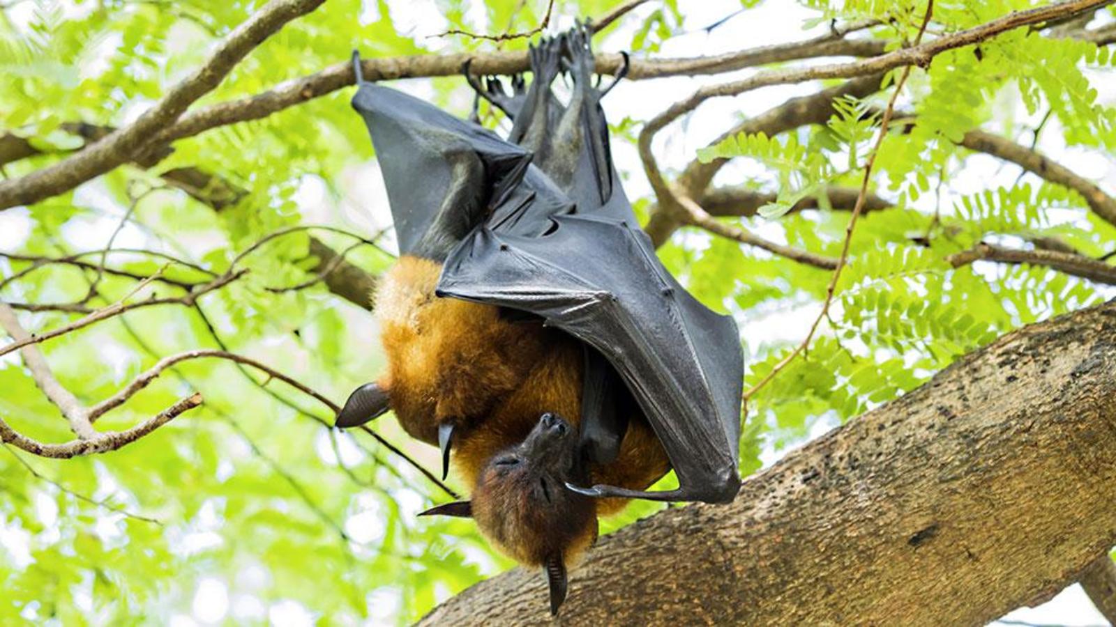 best of Sex Bats oral