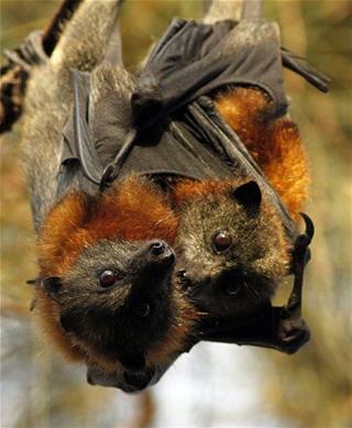 best of Sex Bats oral