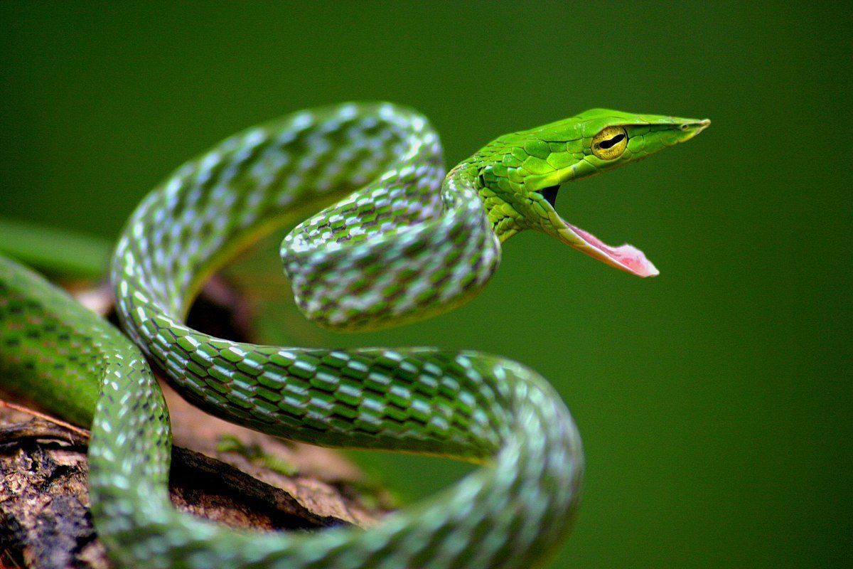 best of Snake anus Cambodian