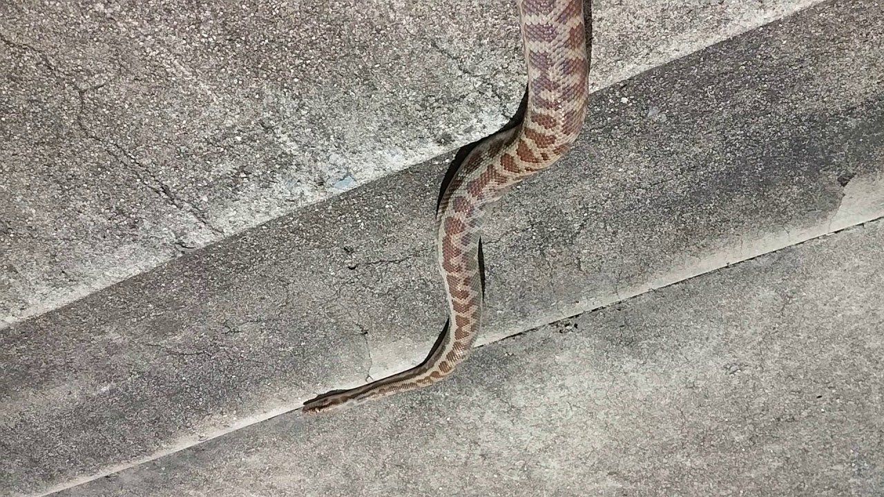 Cambodian snake anus