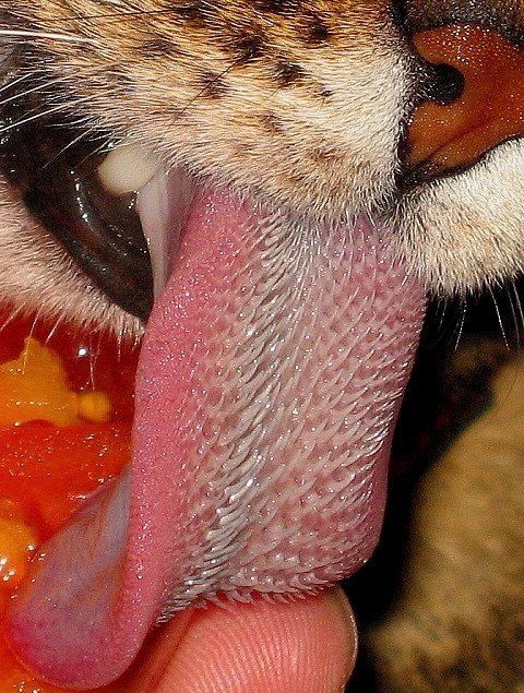 Cat to lick your penis