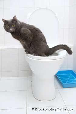 Aqua reccomend Cats peeing outside the box
