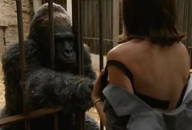 Gorillas porn gif free porn compilations