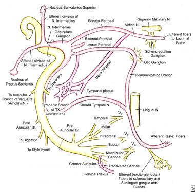 Twizzler reccomend Anatomy of the facial nerve