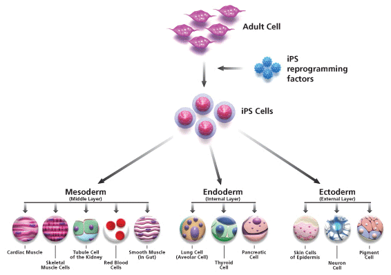 The S. reccomend Adult stem cells cure
