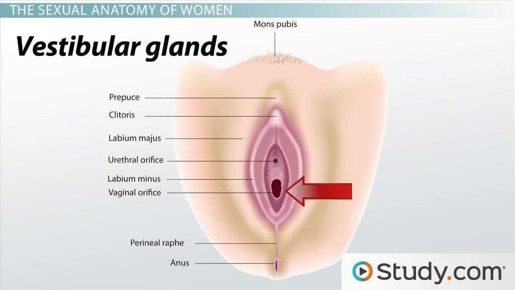 Ejeculation of the vagina