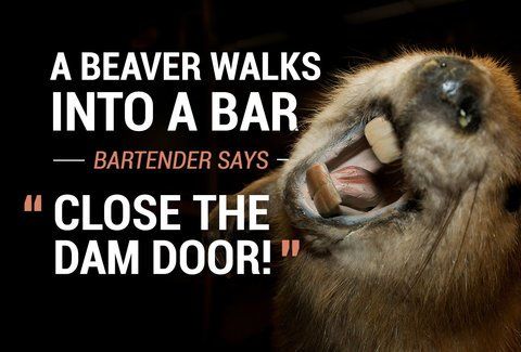 best of Walks into a jokes Elephant bar