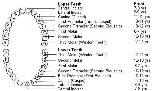 How many teeth are in an adult mouth