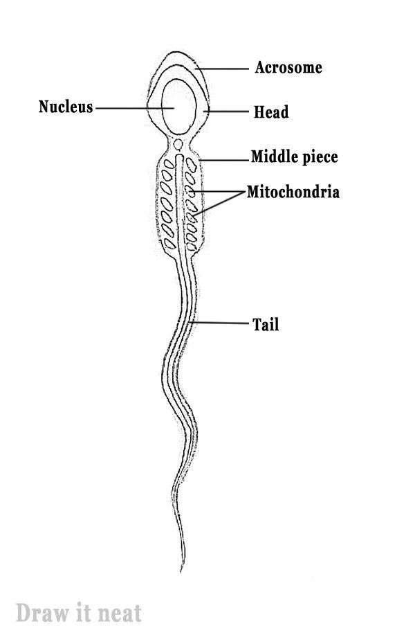 Labelled diagram of the sperm