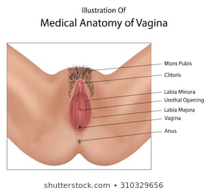 Large Vulva Pics