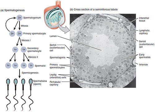 best of Cells from stem Making sperm