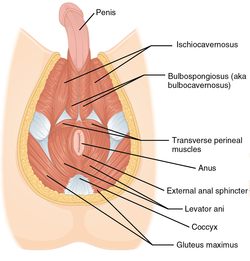 Perineal hernia anal gland