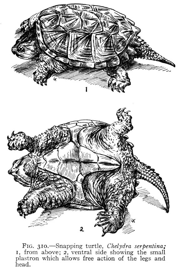 best of Style sex Tortoise